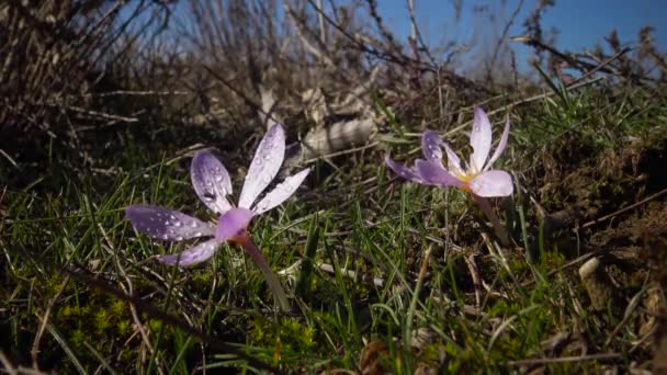 Εφηβικά Λουλούδια Αγριολούλουδα Colchicum Ancyrense Φθινοπωρινός Κρόκος Σαφράν Λιβαδιού Και — Αρχείο Βίντεο