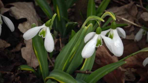 Control Deslizante Vídeo Amaryllidoideae Galanthus Nevada Elwes Mayor Nevada Naturaleza — Vídeo de stock