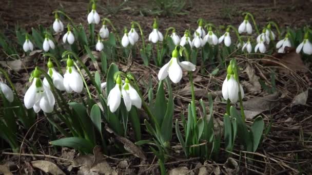 Control Deslizante Vídeo Amaryllidoideae Galanthus Nevada Elwes Mayor Nevada Naturaleza — Vídeos de Stock