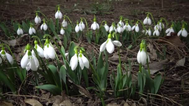 Videoslipper Amaryllidoideae Galanthus Sneeuwklokje Van Elwes Grotere Sneeuwklokslag Het Wild — Stockvideo