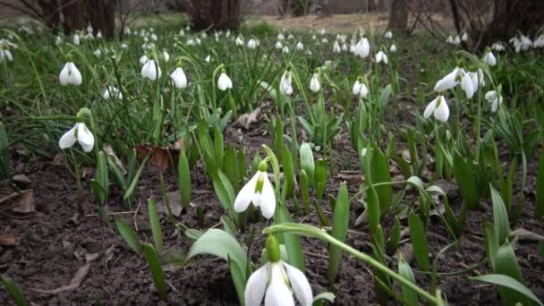 Dispositivo Scorrimento Amaryllidoideae Galanthus Bucaneve Elwes Bucaneve Maggiore Natura Sulle — Video Stock