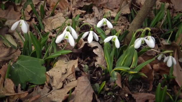 Видео Слайдер Amaryllidoideae Galanthus Подснежник Элвеса Большая Подснежник Дикой Природе — стоковое видео