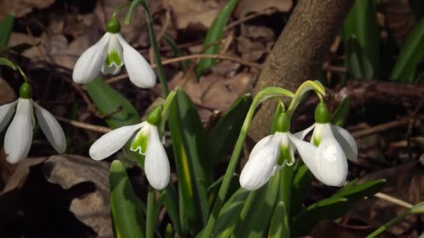 Видео Слайдер Amaryllidoideae Galanthus Подснежник Элвеса Большая Подснежник Дикой Природе — стоковое видео