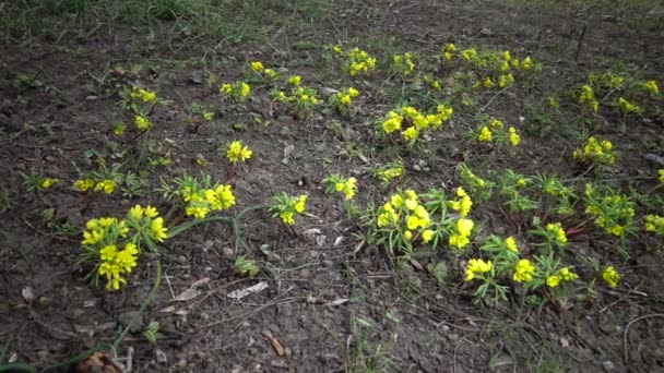 ビデオスライダー Gymnospulium Odessanum 一時的な花 野生の黄色の桜草 ウクライナのレッドブックからの珍しい眺め ビデオ撮影スライダー — ストック動画