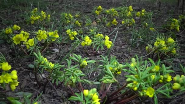 Видео Слайдер Gfospermium Odessanum Эфемерные Цветы Желтые Первоцветы Дикой Природе — стоковое видео