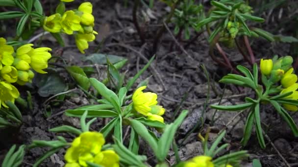 Video Slider Gymnospermium Odessanum Ephemeral Flowers Yellow Primroses Wild Rare — Stock Video