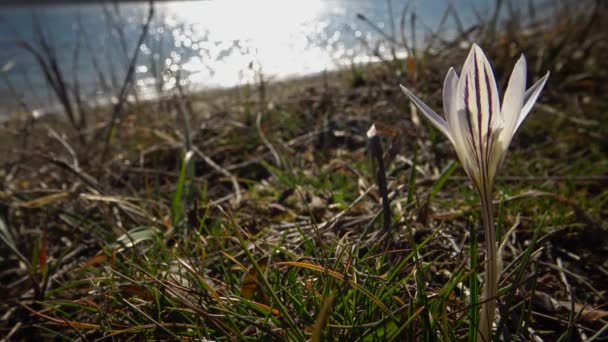 Ephemeral Flowers Primroses Wild Crocus Reticulatus Vzácný Pohled Červené Knihy — Stock video