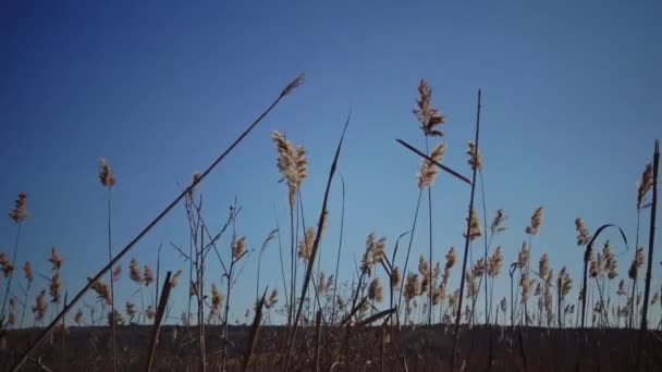 Schilf Vor Dem Hintergrund Eines Blauen Himmels Der Wind Weht — Stockvideo