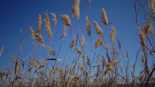 Riet Tegen Achtergrond Van Een Blauwe Lucht Zwaaiend Wind — Stockvideo