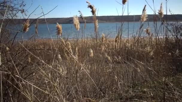 Schilf Vor Dem Hintergrund Eines Blauen Himmels Der Wind Weht — Stockvideo