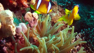 Kızıl Deniz Balığı. Kızıl Deniz Anemonbalığı (Amphiprion bicinctus). Yeşil deniz şakayıklarında yüzen evli bir çift, simbiyotik bir ilişki..