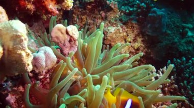 Kızıl Deniz Balığı. Kızıl Deniz Anemonbalığı (Amphiprion bicinctus). Yeşil deniz şakayıklarında yüzen evli bir çift, simbiyotik bir ilişki..