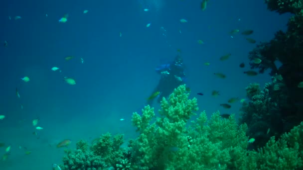 在珊瑚礁上打猎和游泳 潜水者看着鱼 — 图库视频影像