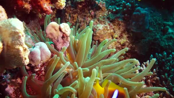 Poisson Mer Rouge Anémone Mer Rouge Amphiprion Bicinctus Couple Marié — Video