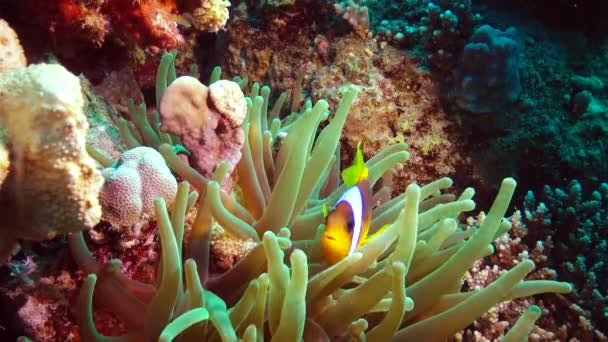 Vörös Tenger Hala Vörös Tengeri Anemonhal Amphiprion Bicinctus Egy Házaspár — Stock videók