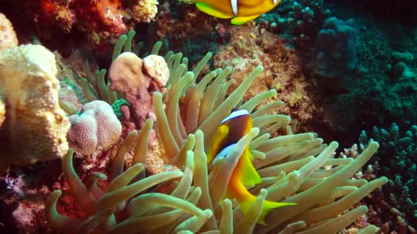 Fish Red Sea Anémona Del Mar Rojo Amphiprion Bicinctus Matrimonio — Vídeo de stock