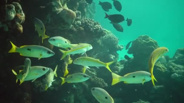 Yellowfin Goatfish Mulloides Vanicolensis Зграя Риб Повільно Плаває Над Кораловим — стокове відео