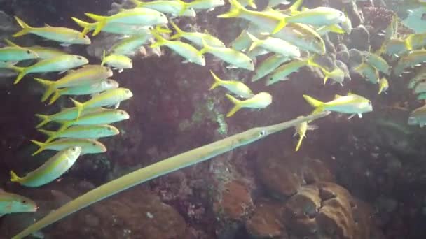 Kozy Žlutoploutvé Mulloides Vanicolensis Hejno Ryb Pomalu Plave Přes Korálový — Stock video