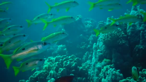 Желтоплавниковая Козлятина Mulloides Vanicolensis Стая Рыб Медленно Плавает Над Коралловым — стоковое видео