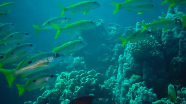 イエローフィン ゴアティフィッシュ Mulloides Vanicolensis 魚の群れはゆっくりとサンゴ礁の上を泳ぐ 紅海の魚 — ストック動画