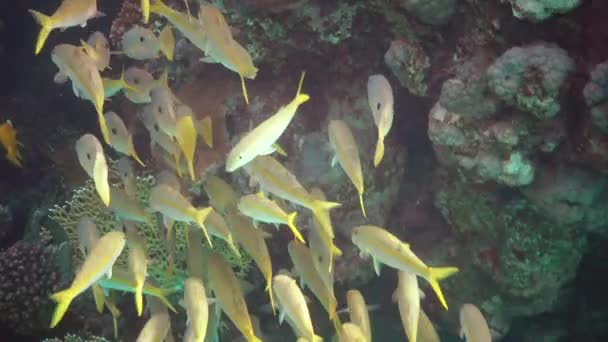 Pesce Capra Pinna Gialla Mulloides Vanicolensis Branco Pesci Nuota Lentamente — Video Stock