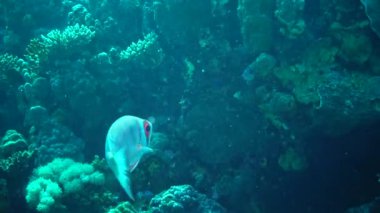 Kızıl Deniz Balığı. Yaygın kocagöz (Priacanthus hamrur), bir mercan resifinin üzerinde yavaşça yüzer..