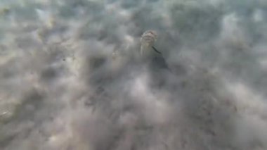 Kapüşonlu koottlefish (Sepia prashadi), mürekkep balığı sığ bir derinlikte kumlu zeminden dalgıçtan kaçar. Kızıl Deniz, Mısır