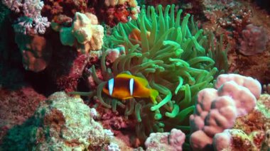 Kızıl Deniz Balığı. Kızıl Deniz Anemonbalığı (Amphiprion bicinctus). Yeşil deniz şakayıklarında yüzen evli bir çift, simbiyotik bir ilişki..
