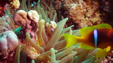 Kızıl Deniz Balığı. Kızıl Deniz Anemonbalığı (Amphiprion bicinctus). Yeşil deniz şakayıklarında yüzen evli bir çift, simbiyotik bir ilişki..