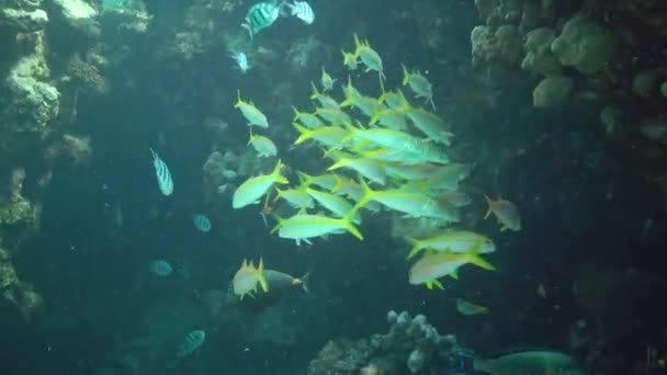 Yellowfin Goatfish Mulloides Vanicolensis Flock Fish Slowly Swims Coral Reef — Stock Video