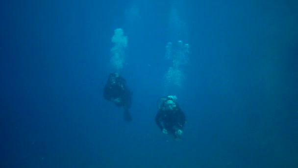 Les Plongeurs Nagent Dans Épaisseur Eau Bleue Dessus Récif Corallien — Video