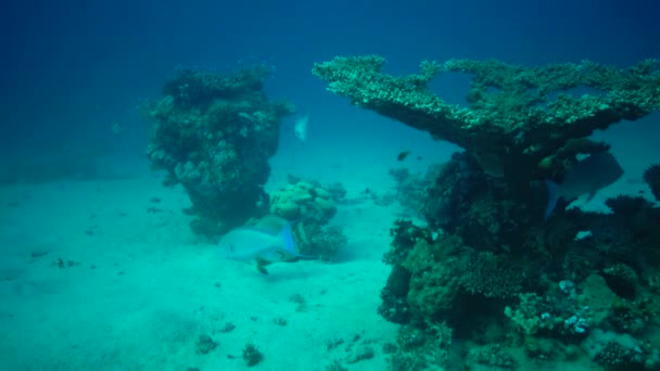 Longfinbatfish Platax Teira 물고기는 서서히 산호쪽으로 헤엄쳐 갑니다 이집트 — 비디오