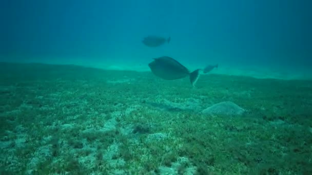 물고기 유니콘 Naso Hexacanthus 물고기는 조류로 뒤덮인 헤엄쳐 다닌다 — 비디오