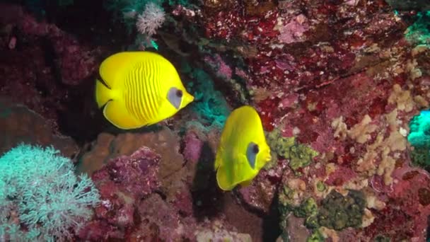 Pez Mariposa Enmascarada Chaetodon Semilarvatus Los Peces Nadan Lentamente Sobre — Vídeo de stock