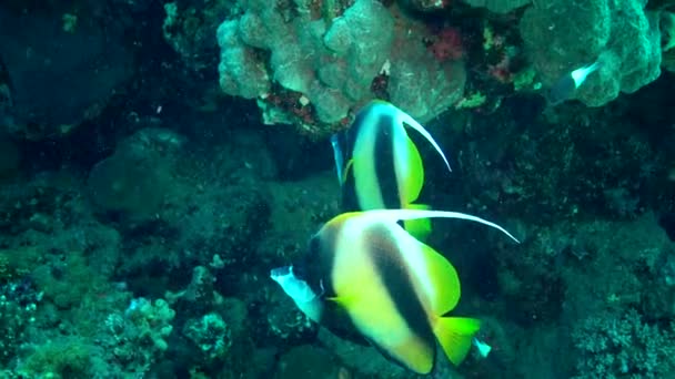 Ryby z Rudého moře. Rudé moře Bannerfish (Heniochus intermedius), Ryby plavat přes korálový útes