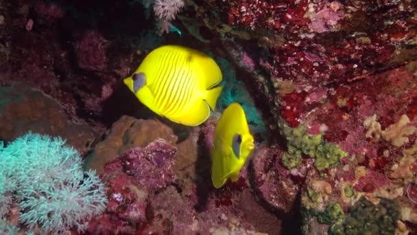 Pez Mariposa Enmascarada Chaetodon Semilarvatus Los Peces Nadan Lentamente Sobre — Vídeos de Stock