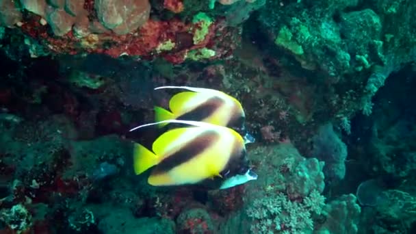 Fish Red Sea Bannerfish Del Mar Rojo Heniochus Intermedius Peces — Vídeos de Stock