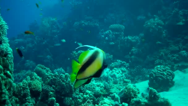 Röda Havets Fisk Röda Havet Bannerfish Heniochus Intermedius Fisk Simma — Stockvideo