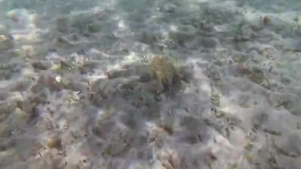 Csuklyás Coottfish Sepia Prashadi Tintahal Fut Búvár Homokos Alján Egy — Stock videók