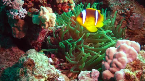Fish Red Sea Red Sea Anemonefish Amphiprion Bicinctus Married Couple — Stock Video