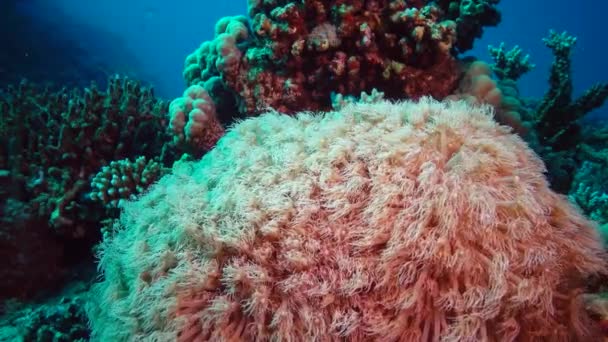 水の流れにサンゴの波の触手 静的なビデオ 紅海のサンゴ礁 生命のサンゴ礁 エジプト — ストック動画