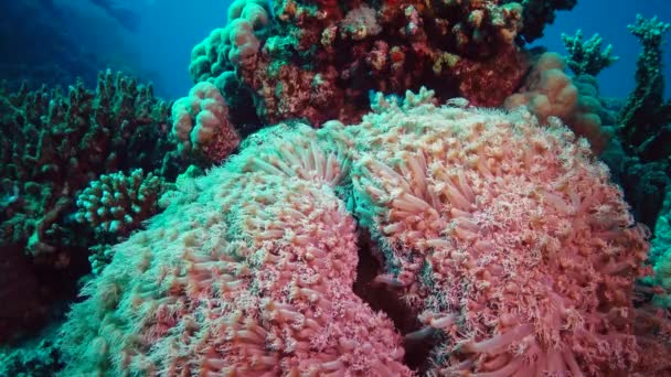 珊瑚的触角在水流中摇曳 静态录像 红海的珊瑚礁 生物珊瑚礁 — 图库视频影像