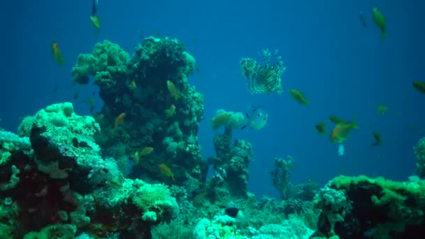 Lionfish Pterois Volitans Chasse Poisson Nage Dessus Récif Corallien Mer — Video