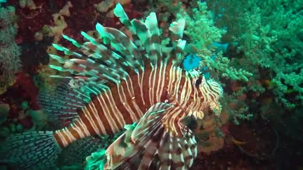 Pez León Común Pterois Volitans Caza Peces Nada Sobre Arrecife — Vídeos de Stock