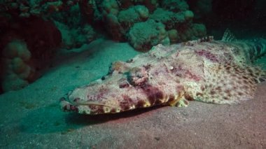 Kızıl Deniz Balığı. Altta yatan halı başlığı (Papilloculiceps longiceps), Mısır, Abu Dabb