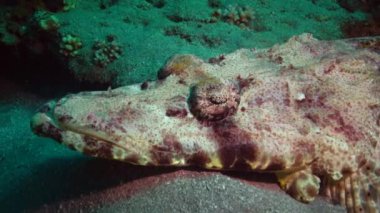 Kızıl Deniz Balığı. Altta yatan halı başlığı (Papilloculiceps longiceps), Mısır, Abu Dabb