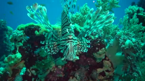 Pez León Común Pterois Volitans Caza Peces Nada Sobre Arrecife — Vídeos de Stock