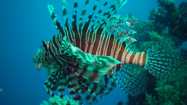 Pez León Común Pterois Volitans Caza Peces Nada Sobre Arrecife — Vídeos de Stock