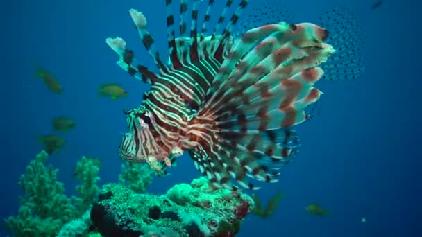 Обыкновенные Львиные Рыбы Pterois Volitans Рыбы Охотятся Плавают Над Коралловым — стоковое видео