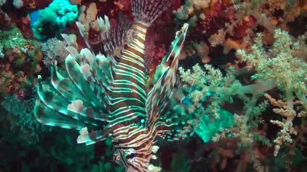 Lionfish Comum Pterois Volitans Caça Peixes Nadar Sobre Recife Coral — Vídeo de Stock